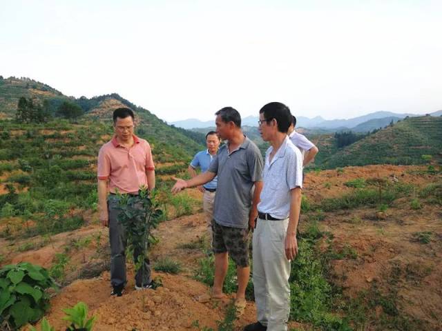 寻乌县长杨永飞调研果园标准化建设及柑橘复种工作
