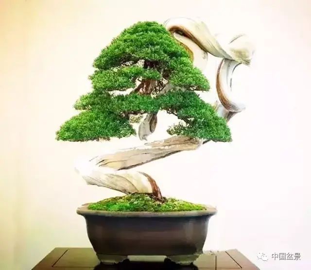 盆景之王:柏类盆景的欣赏与养护