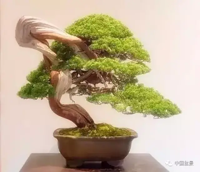 盆景之王:柏类盆景的欣赏与养护