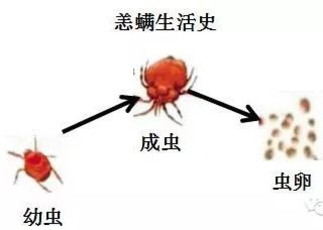 恙虫病起病急,潜伏期5天-20天 (一般10天-14天),被叮咬的地方会形成