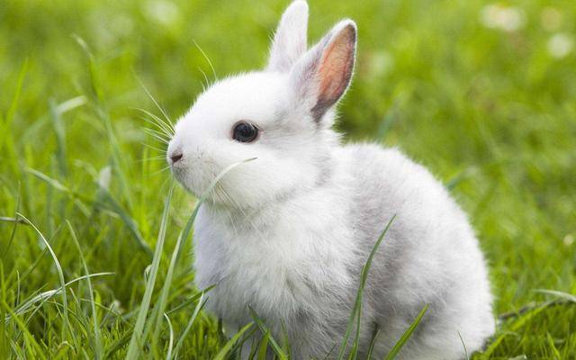 兔子抱胡萝卜猜成语_简笔画兔子抱胡萝卜