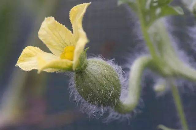 西瓜倒是没有养成,却看到了西瓜开花.