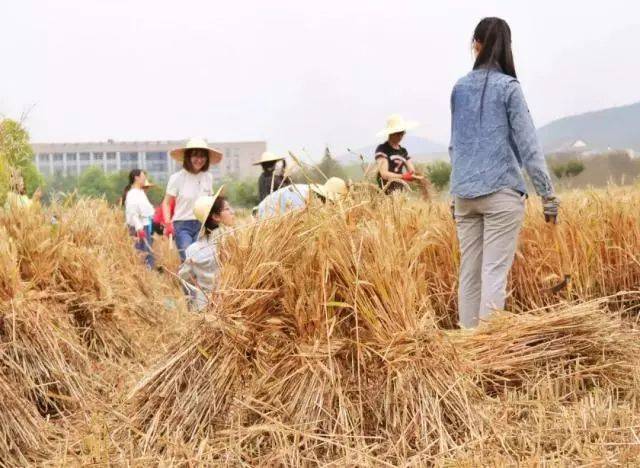 去矿大割麦子!在大学里做麦客是种什么样的体验?