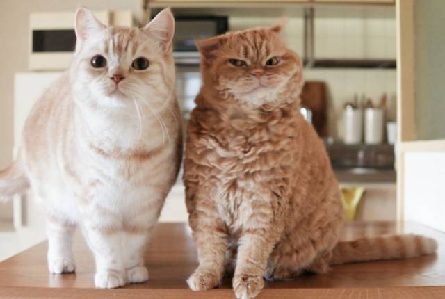 ins上一只常犯困的橘猫,每一个表情都能做表情包