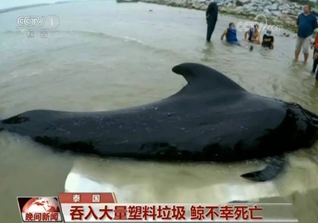 鲸鱼死亡前曾吐出五个塑料袋, 推测误食大量海里的垃圾塑料袋是该鲸鱼