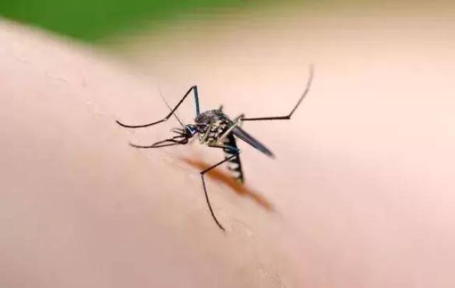 一群人里,为什么蚊子只咬你?真相是…(附防蚊方法大pk