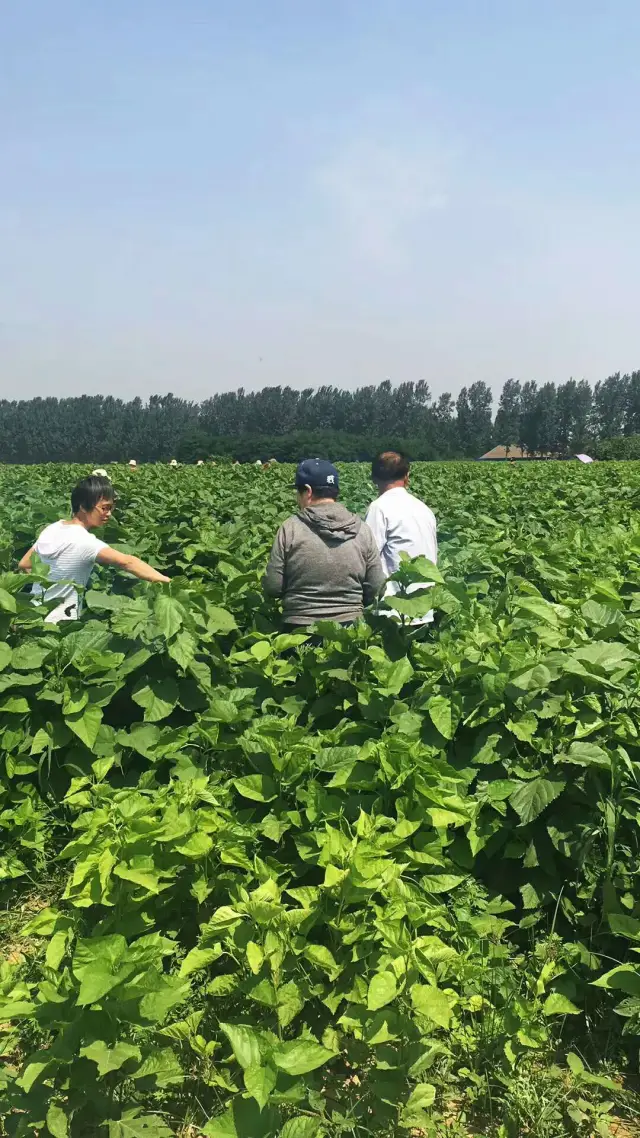 品桑叶茶,吃桑叶肉!天缘云牧邀您一起采桑叶儿