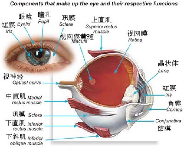 眼睛失明后为什么大多数人都不愿意做义眼?
