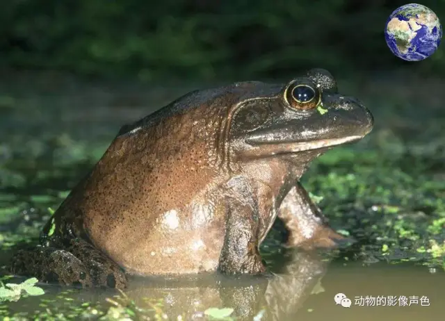凶悍的美洲牛蛙,可以将自己的天敌毒蛇咬死