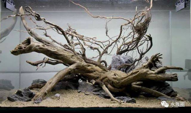 【南美风】异形,鼠鱼,神仙造景缸!