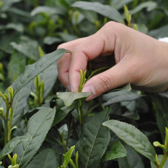 大小可以分为大叶种,中叶种和小叶种,也就是大家常说的大叶茶和小叶茶