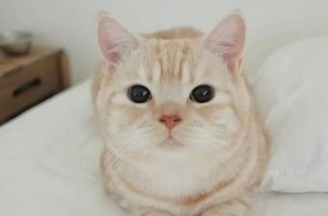 ins上一只常犯困的橘猫,每一个表情都能做表情包