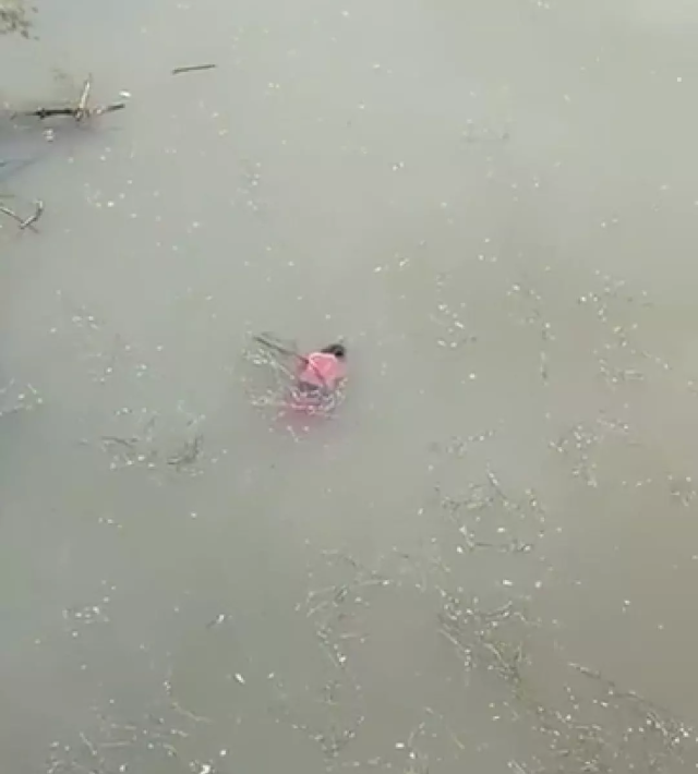 接近岸边的河面上浮着一具女尸,死者穿着红色的衣服,脸朝下趴在水面上