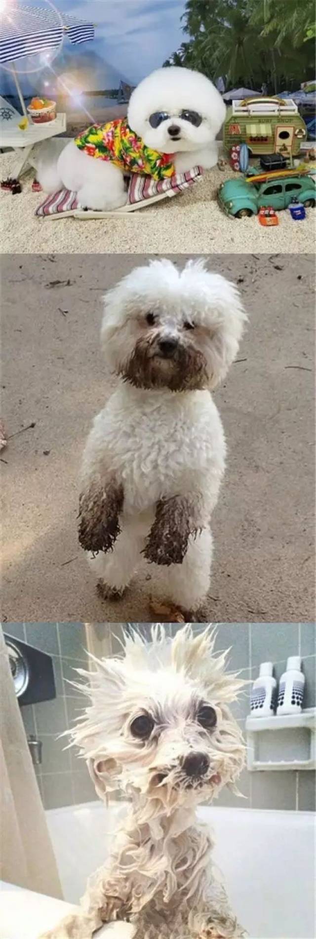 比熊犬(棉花糖)