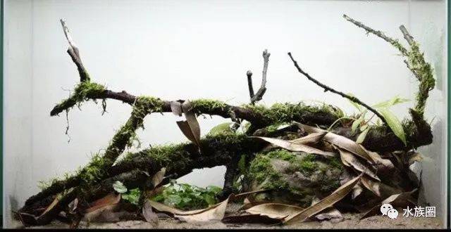 【南美风】异形,鼠鱼,神仙造景缸!