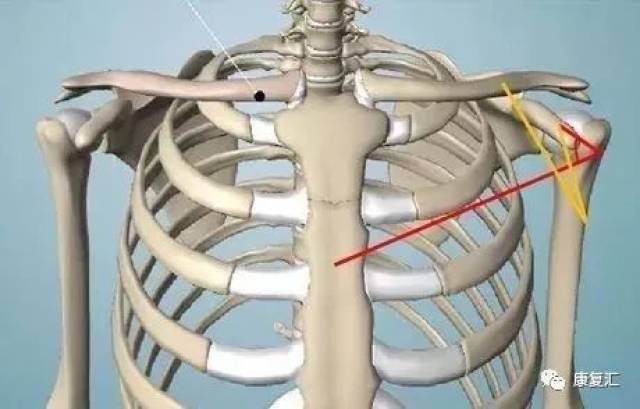 【值得收藏】肌拉力线—骨骼肌功能解剖学的分析法
