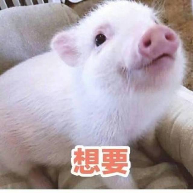 可爱小香猪表情包:亲亲嘛