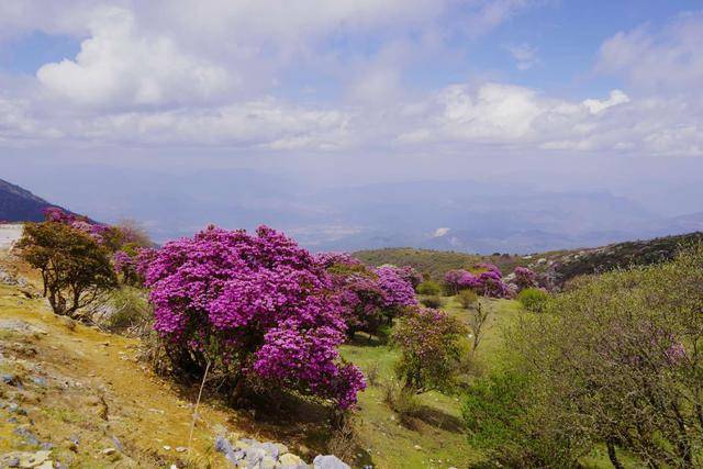 杨向红:大理马耳山杜娟花海 隐藏在大山深处的绝世美景