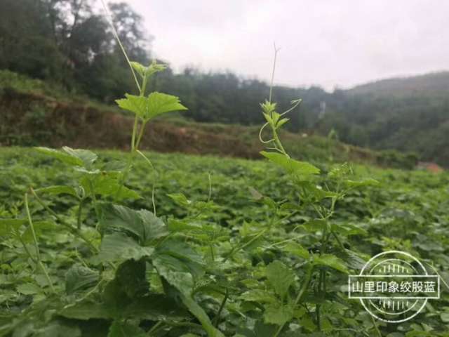 降血压 降血脂 降血糖 降尿酸的中草药 1个多月心血管
