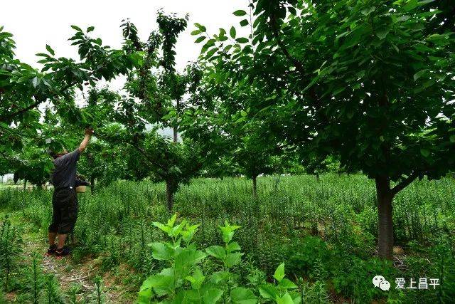 果树下种植的百合