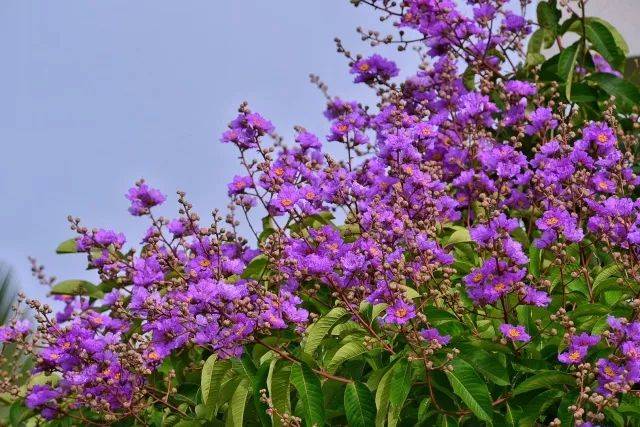 刚被厦门的凤凰花刷屏,又被这片紫色惊艳了!还有.等了两年才等到!
