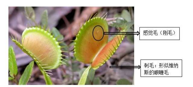 捕虫夹结构:捕蝇草,英文名venus flytrap(维纳斯捕蝇草),生长在北