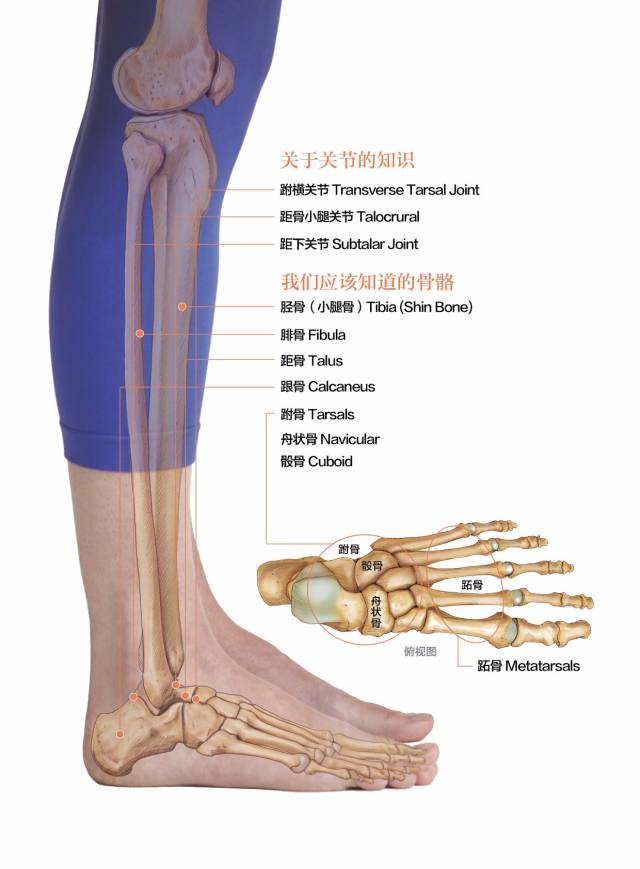 踝关节疼痛怎么办?教你4个瑜伽体式保持踝关节健康