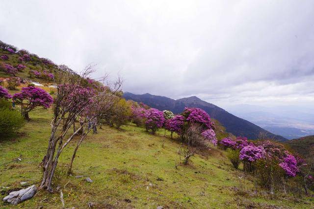 杨向红:大理马耳山杜娟花海 隐藏在大山深处的绝世美景