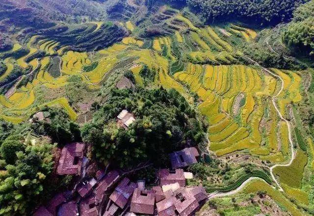 丽水松阳岱头插秧节|插秧看戏摸稻鱼 体验农耕忆乡愁!