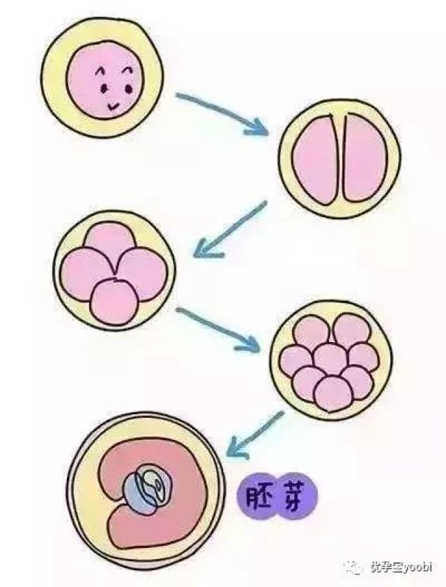 12天的着床征途,妈妈我安全到家了!