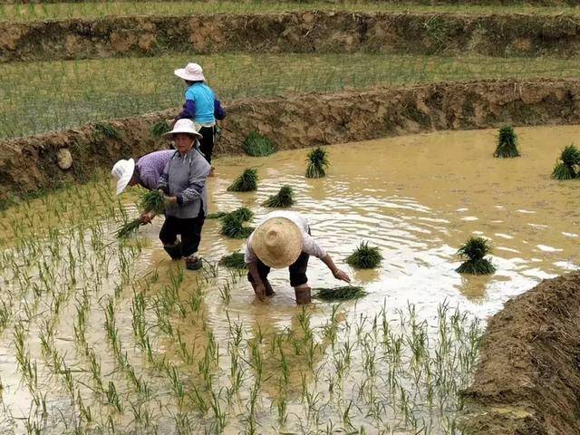 广西乐业县 田间地头春耕忙 又见插秧忙碌新景象