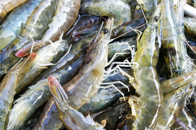 养殖的鲜活大虾,不知将进油锅,还在蹦蹦跳跳的,图中大小的30块钱一斤