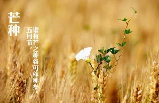 芒种| 人生最幸福的煎熬叫等待