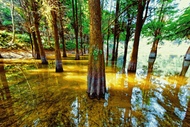 壁纸 风景 森林 桌面 640_427 gif 动态图 动图