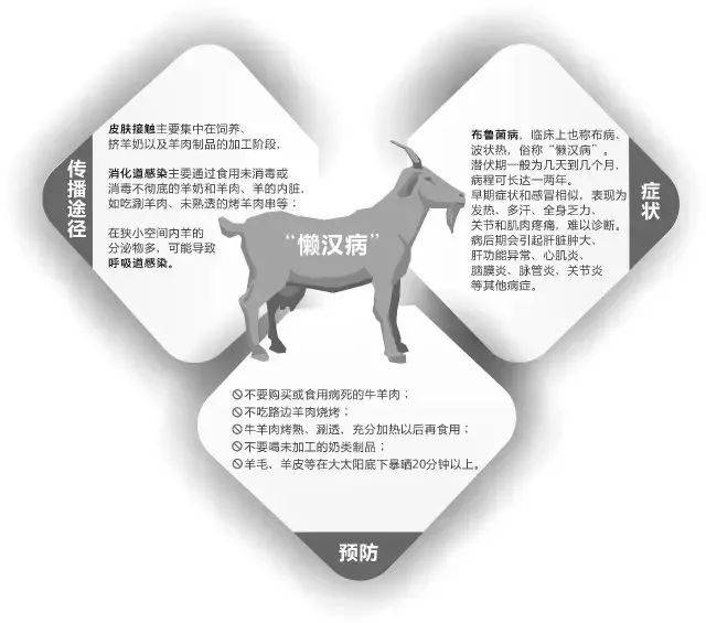 、皮毛加工及畜牧兽医等高危人群，由于接触病畜机会多更容易感染布病。