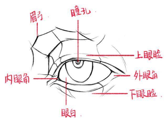 眼睛可以划分成许多细小的结构比如:瞳孔,眼白,眉弓,上眼睑,下眼睑等