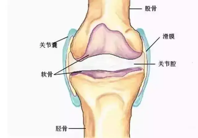 膝关节组织图