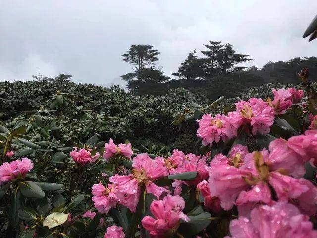 报告:苍山洗马潭杜鹃花已开!花潮如海,一眼万年