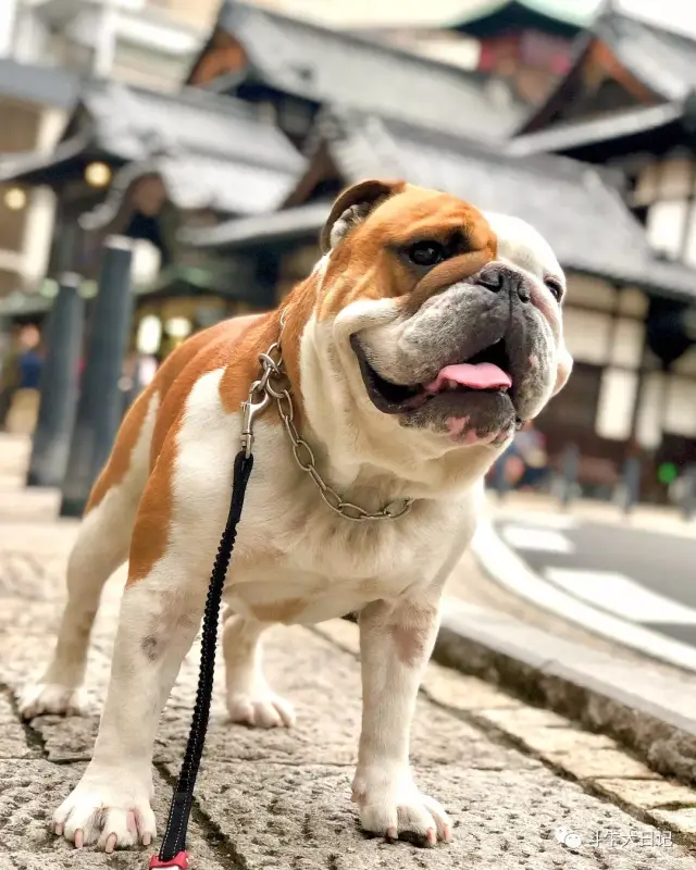 长腿欧巴萌宠斗牛犬来袭,这是我见过最好看的大长腿