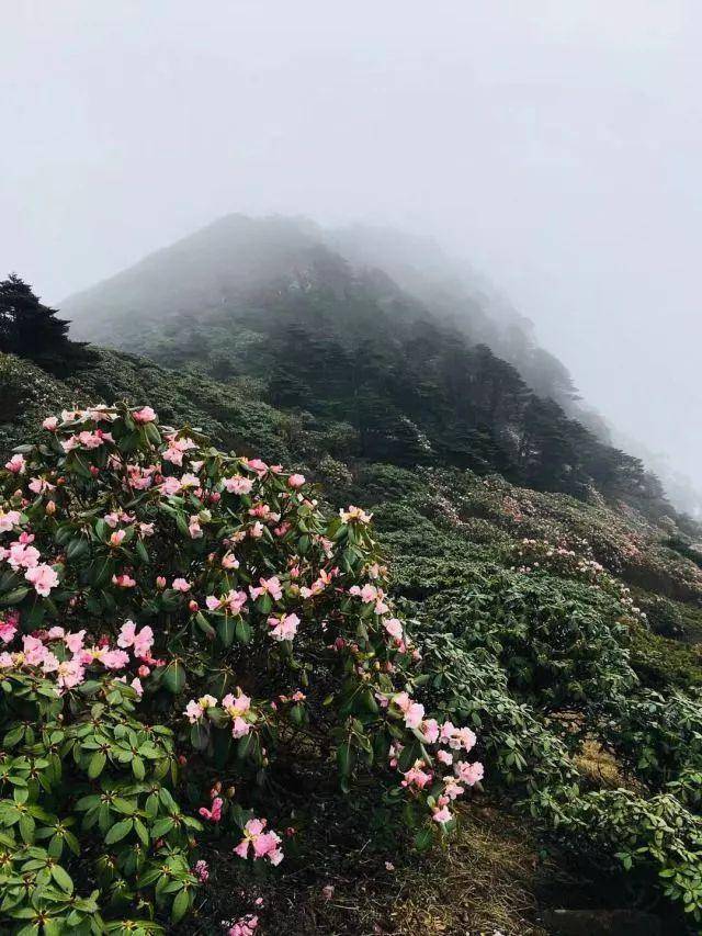 报告:苍山洗马潭杜鹃花已开!花潮如海,一眼万年