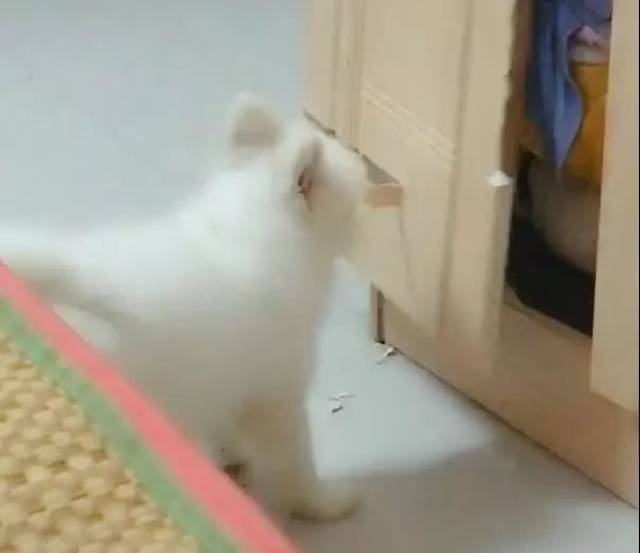 萨摩耶半夜起床拆家,打扰主人休息,柜子已经被