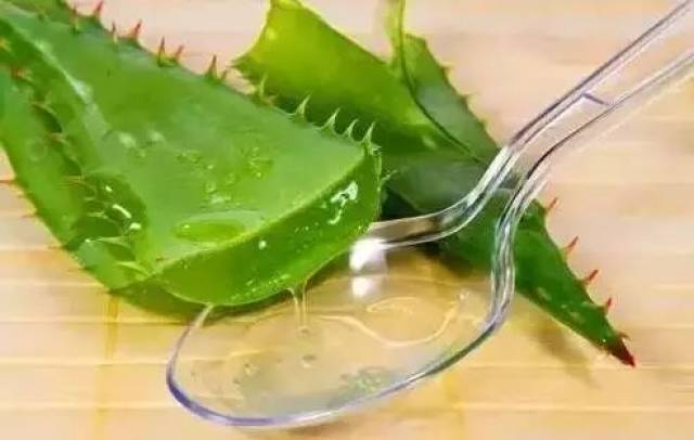 洪濑芦荟
