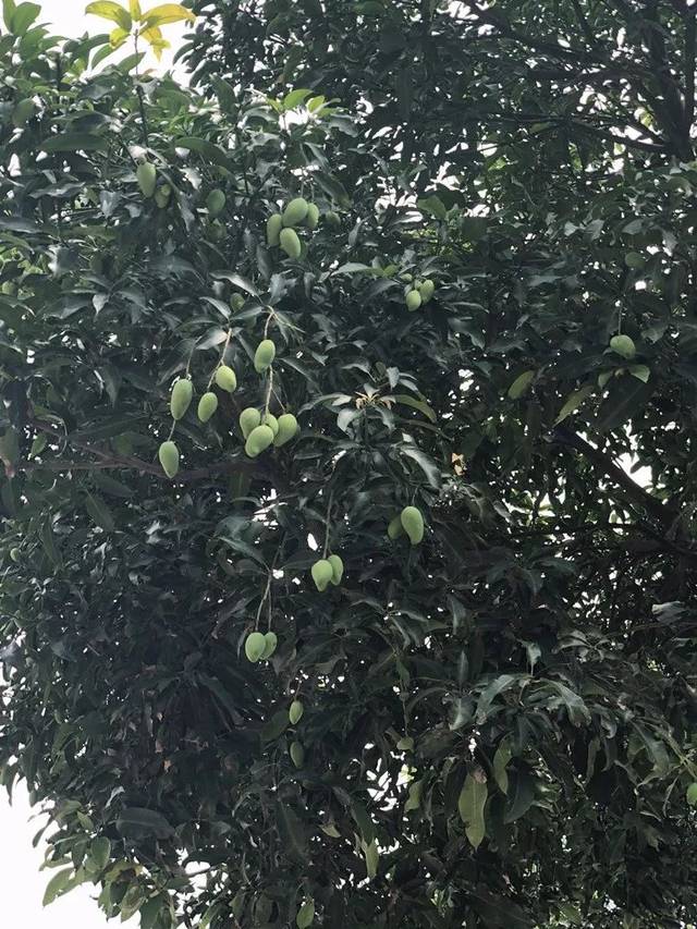 一个个青芒散发着诱人的果香 每天上班都从树底下走过 叫人怎么忍得住