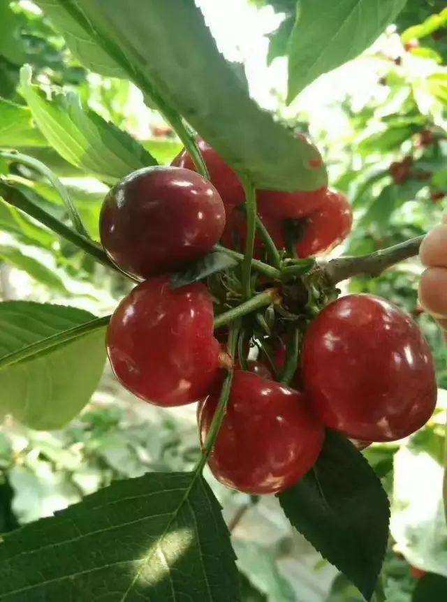 "好饭不怕晚" 在月底大批早熟樱桃上市的时候 它还挂在树上等待着成