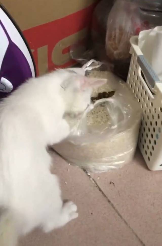 猫咪在新买的大米里面加料,心好碎,猫咪:铲屎的我给你包粽子!