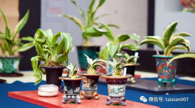 万年青历来是吉祥之物,万年青的花语是健康,长寿,吉祥,在家中摆放一
