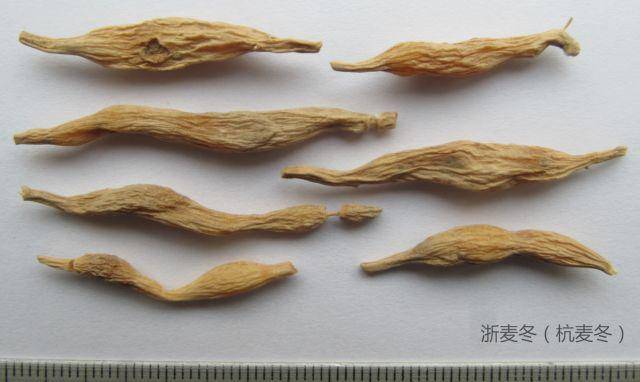 麦冬真的不简单