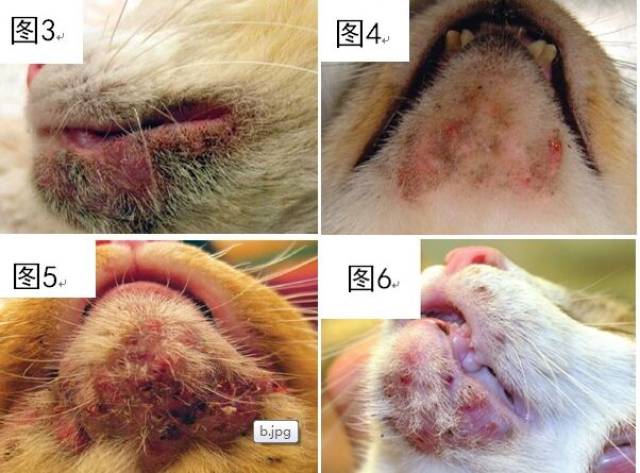 猫咪下巴总是黑黑的,如何搞定猫咪黑下巴?