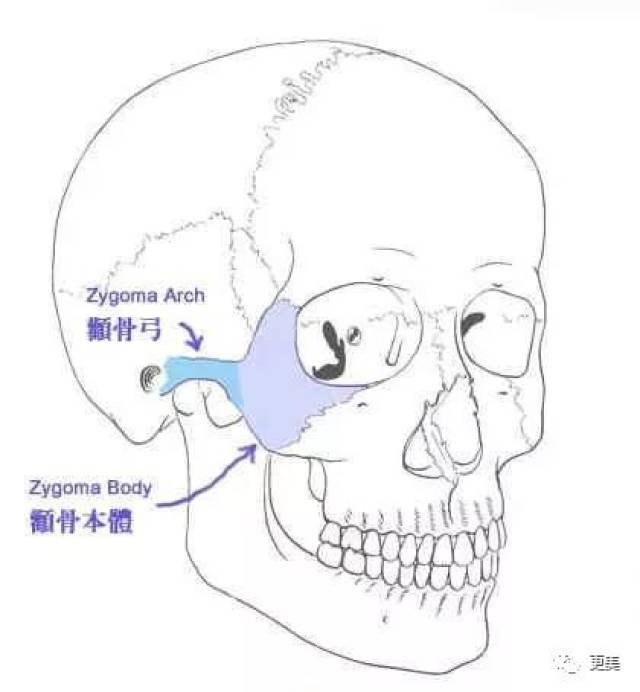 颧骨的颞突向后接颞骨的颧突,构成颧弓.