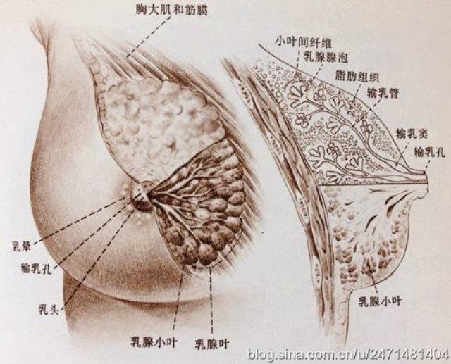 昆明国防医院告诉你经前乳房胀痛到底是怎么回事?